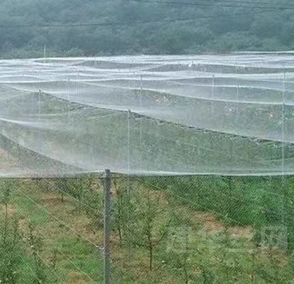 플라스틱 새 보호망 PE 확대 된 팽창 온실 농업 번식망 포도원 곤충 보호망
