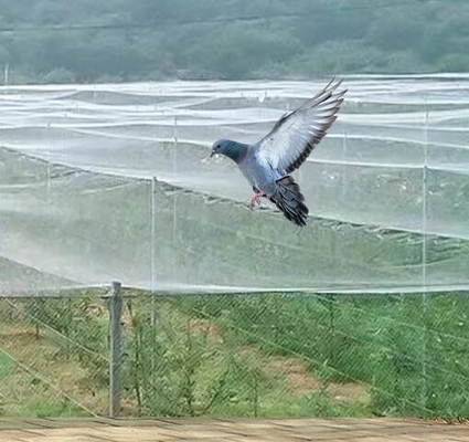 40 50 60 메시 125g 농업 온실 적재 인쇄