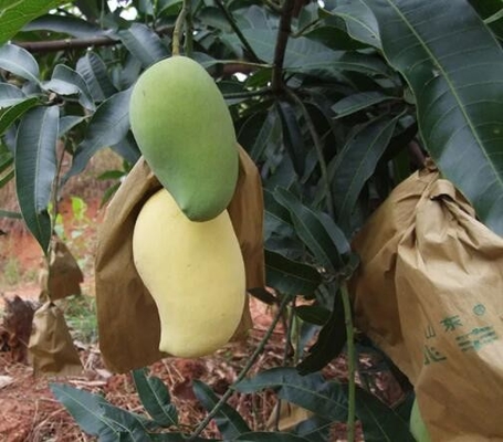 방수 망고 덮개 가방은 스리랑카 마케팅을 위한 보호 백을 열매를 맺습니다